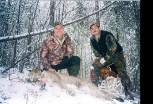 Mountain Lion